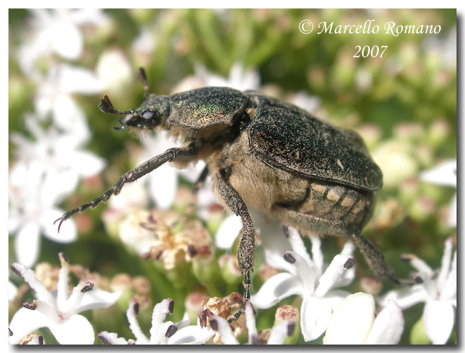 A spasso sulle Alpi Marittime: 6.Gnorimus nobilis (L., 1758)